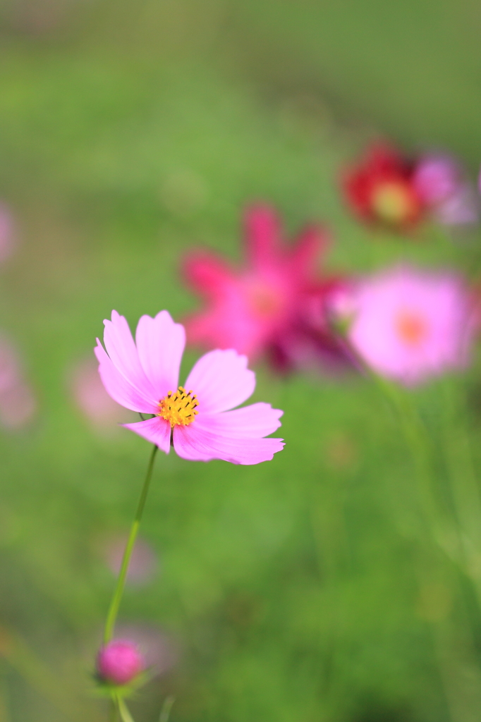 秋桜