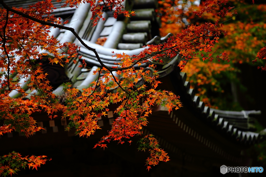 紅葉１
