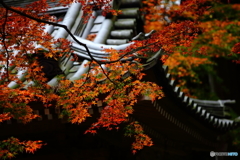 紅葉１