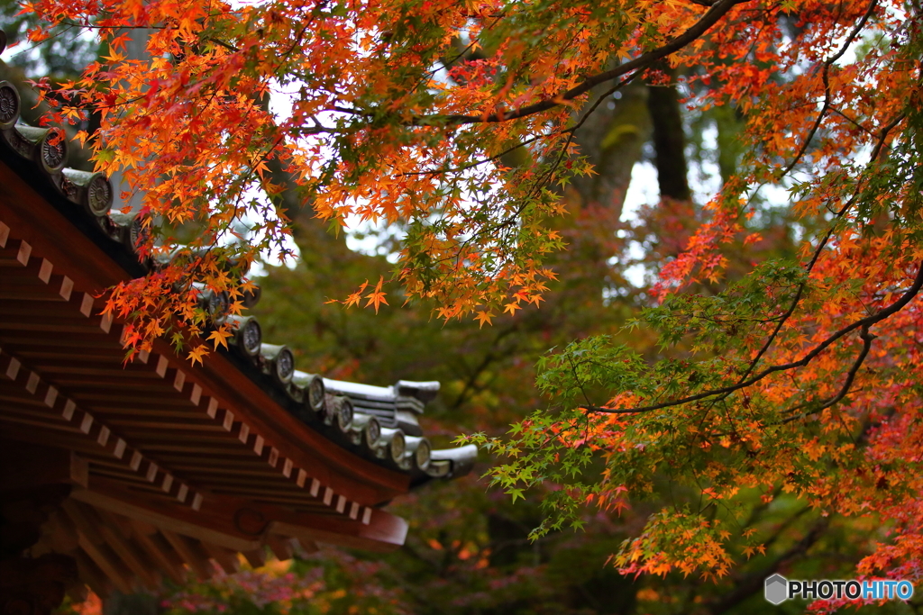 紅葉２