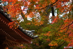 紅葉２