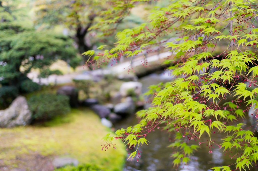 紅葉