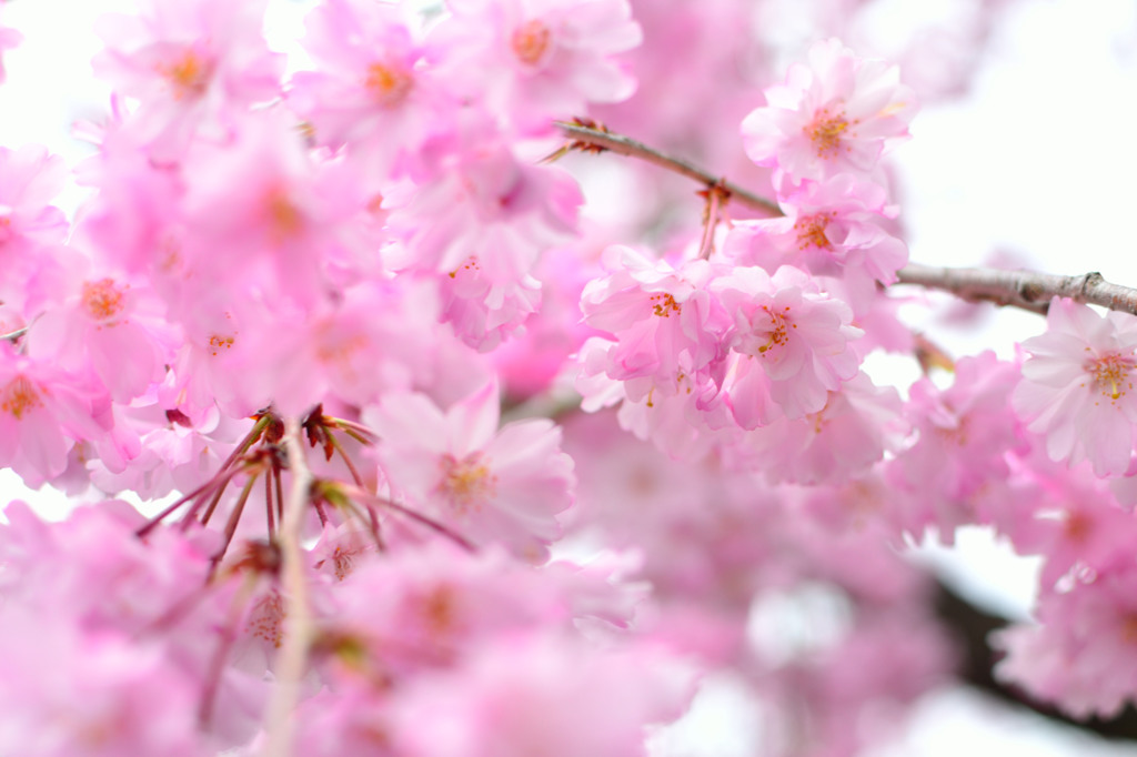 枝垂桜祭り