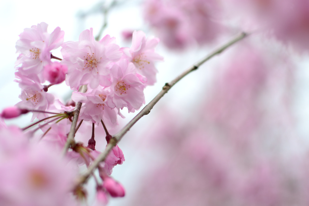 枝垂桜