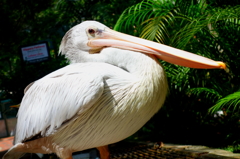 ペリカン