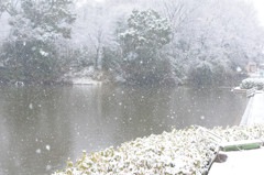 雪降り注ぐ近所の池
