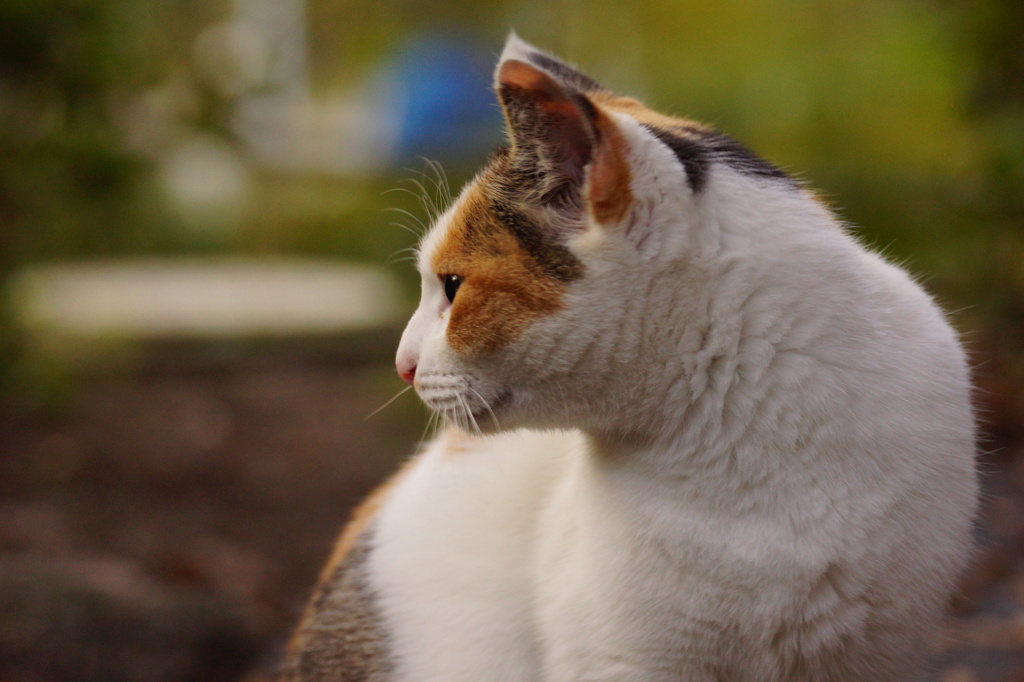 ノラ猫
