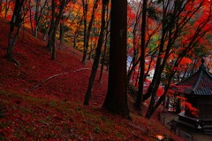 紅葉