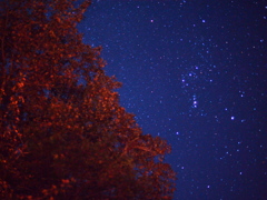 澄んだ空に星たちが輝く