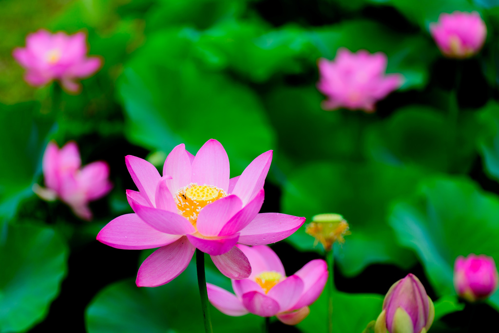flower