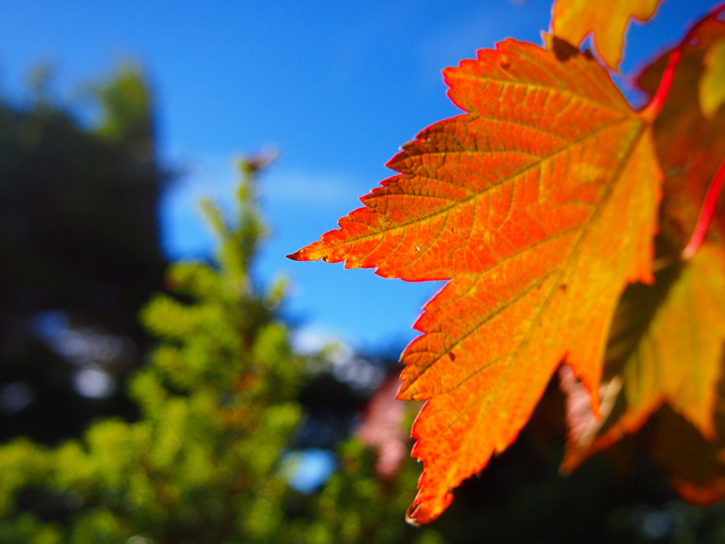 紅葉も青空にうっとり