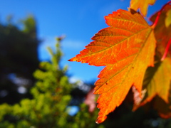 紅葉も青空にうっとり