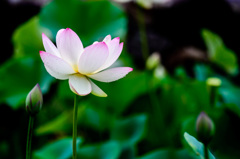 静かに、花ひらく