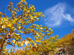 紅葉と雲のにらめっこ