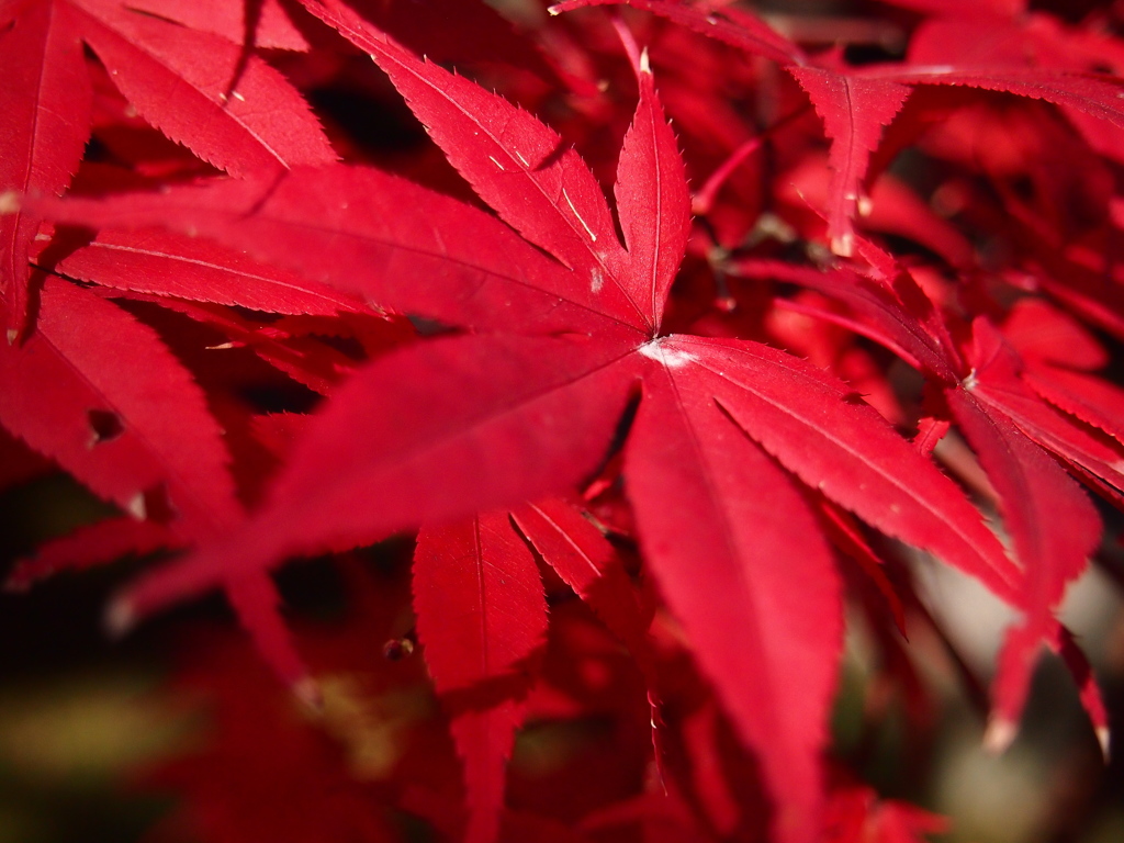 紅の葉