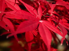 紅の葉