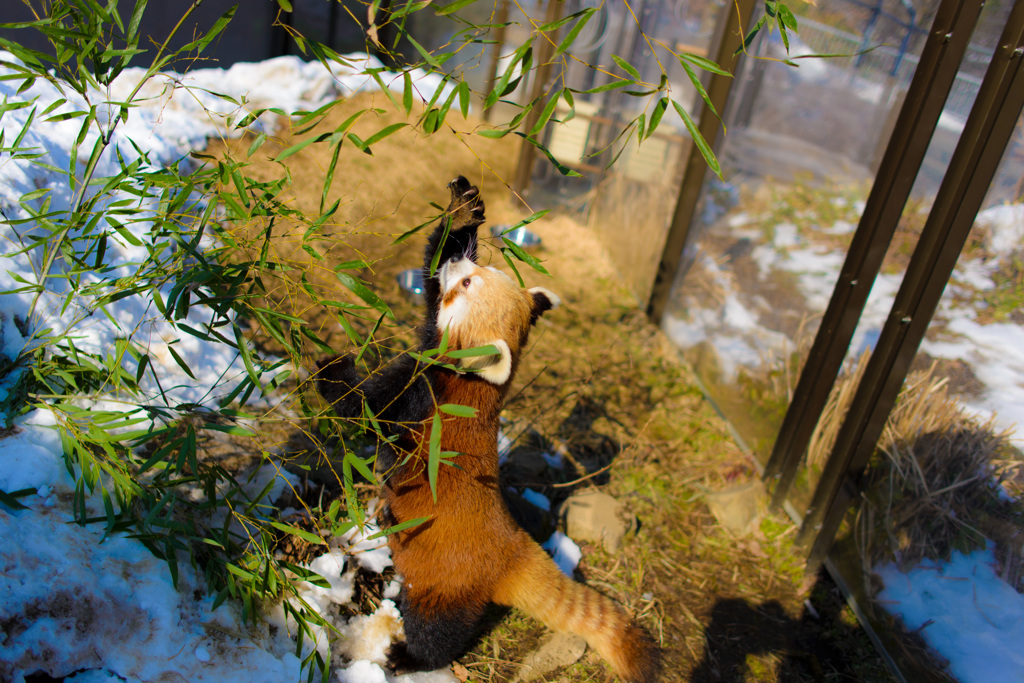 お食事中のレッサーパンダ