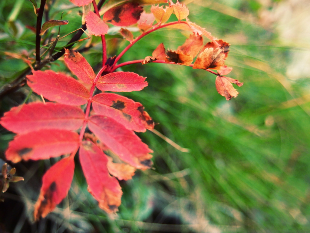 北岳　小さな紅葉