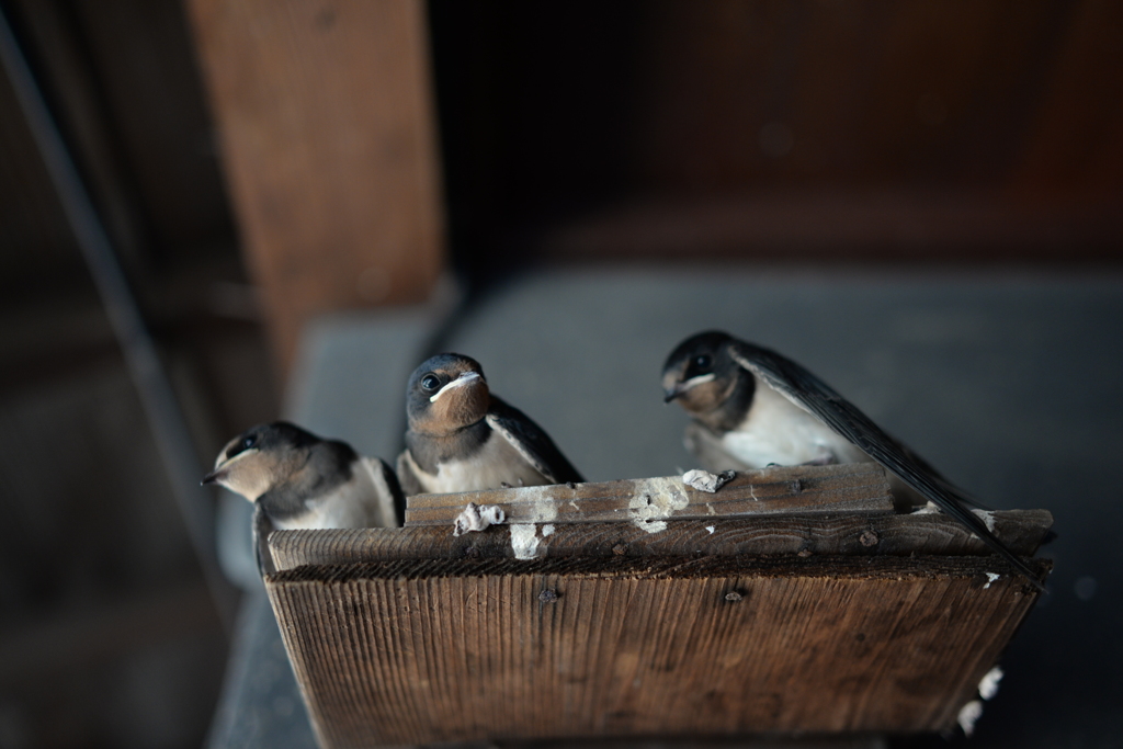 燕の子ども、母を待つ。