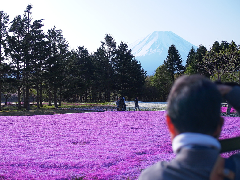 富士山、芝桜、オヤジ