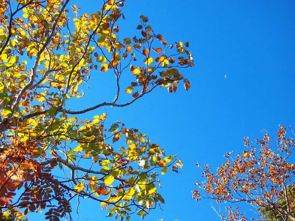紅葉と青空と月