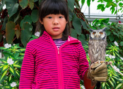 孫は喜び、コノハズクは緊張