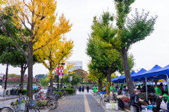 イチョウと張りぼての姫路城