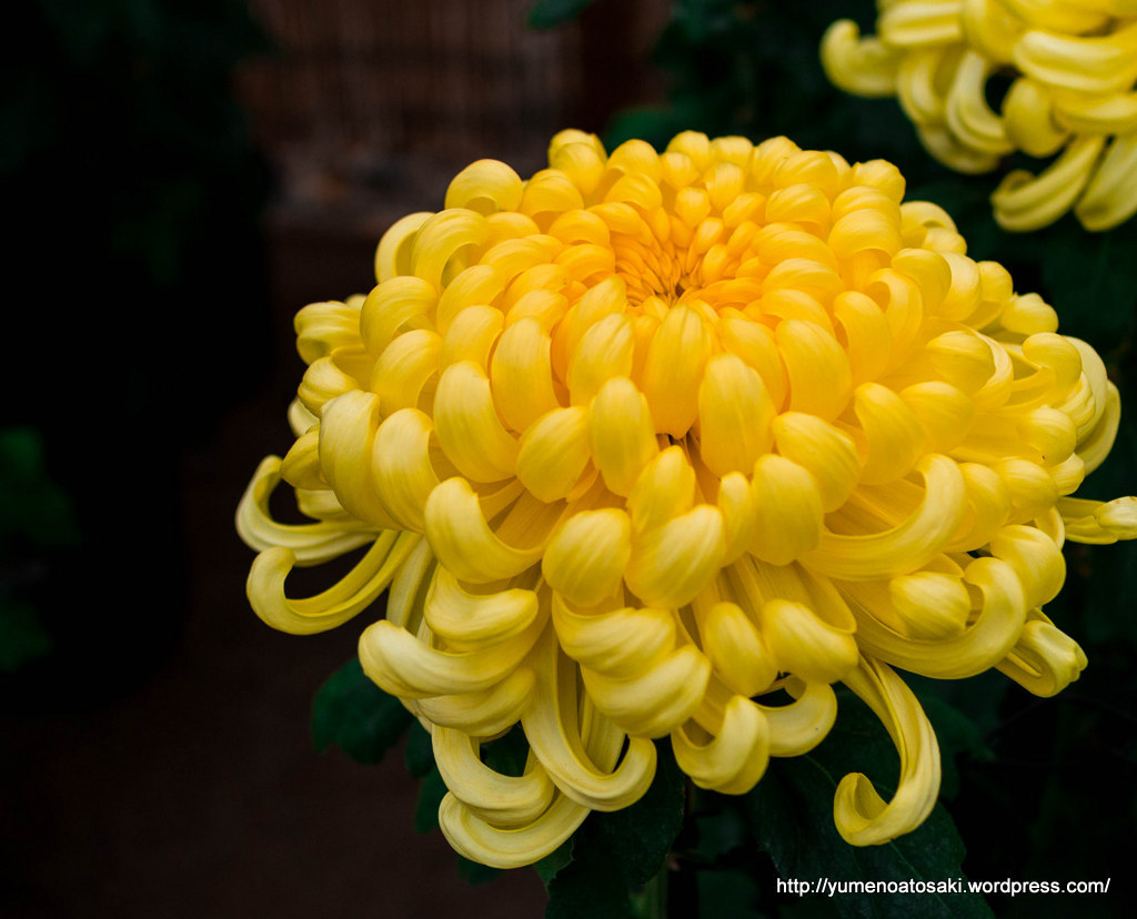 執念の花
