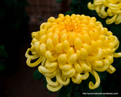 執念の花