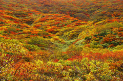 2016紅葉栗駒山