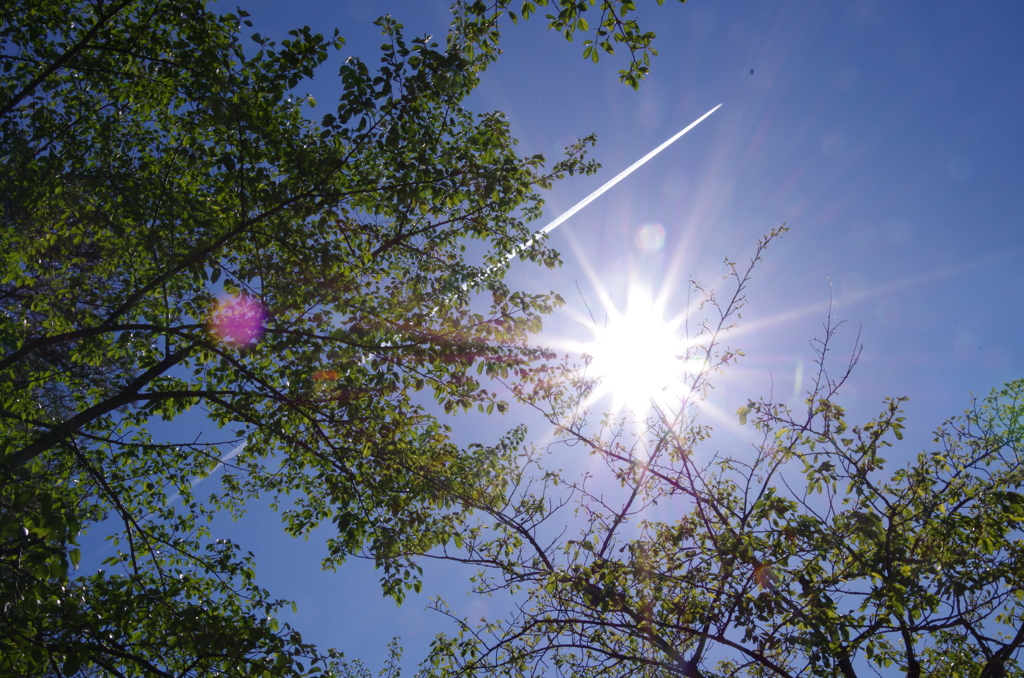 初夏の空