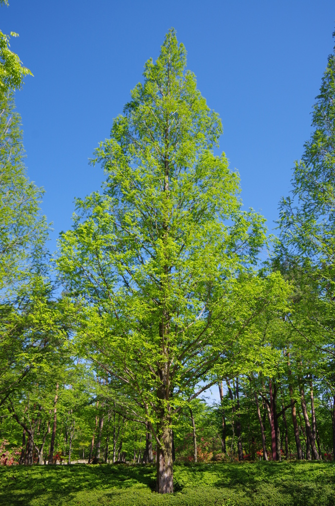 green and blue!