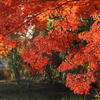 紅葉(085A7230)