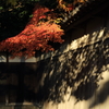 もみじ