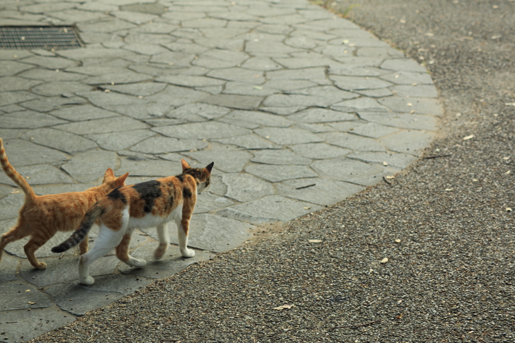 野良猫