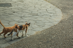野良猫