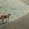 野良猫