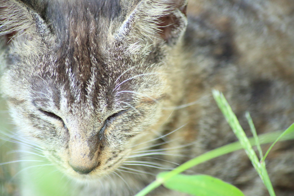 野良猫(眠気)