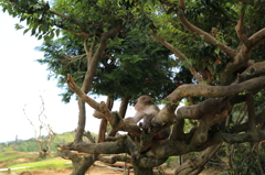 猿1