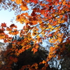 紅葉(085A7159)