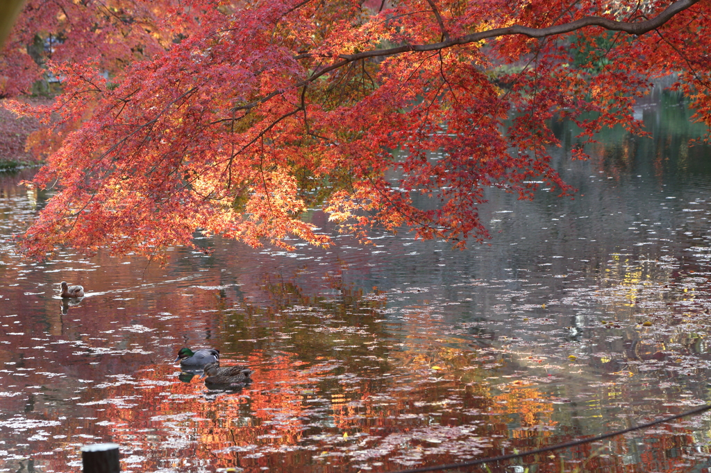 紅葉(085A7185)