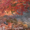 紅葉(085A7185)