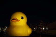 アヒル