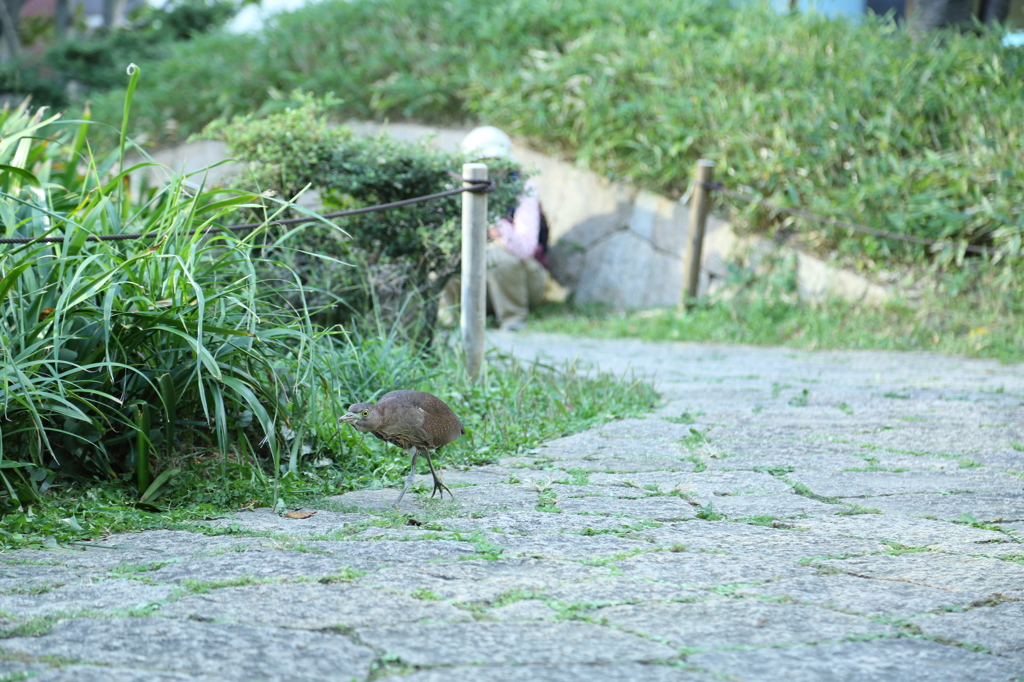 ミゾゴイの散歩