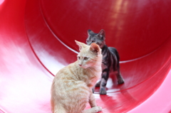 野良猫
