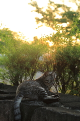 野良猫