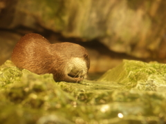 カワウソ