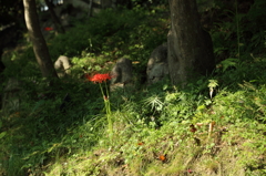 彼岸花