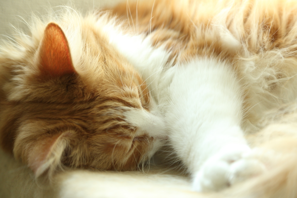 飼い猫