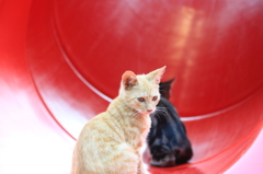 野良猫